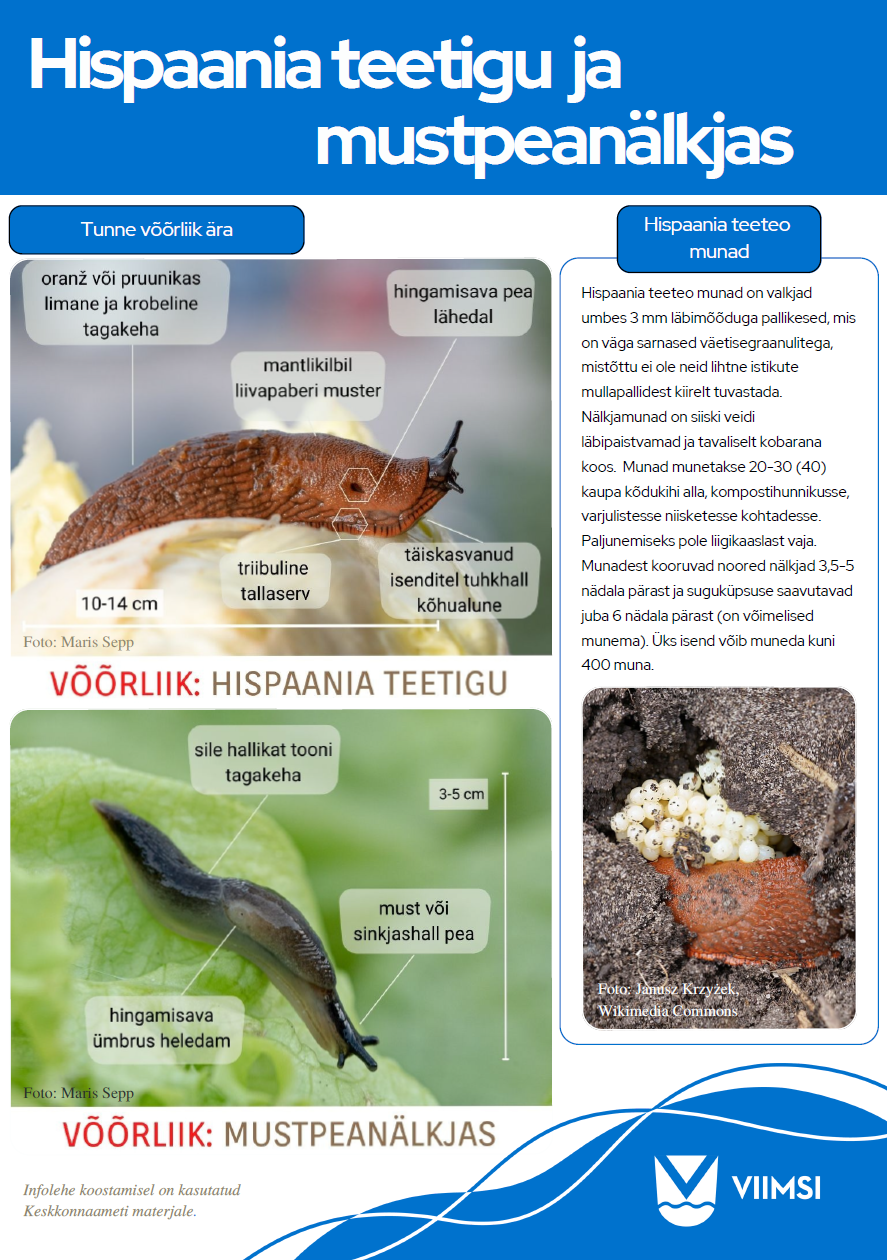 Võõrnälkjad, hsipaania teeteod
