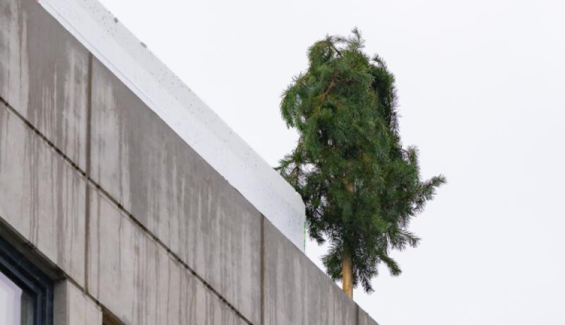 Haabneeme kool juurdeehitus sarikapidu